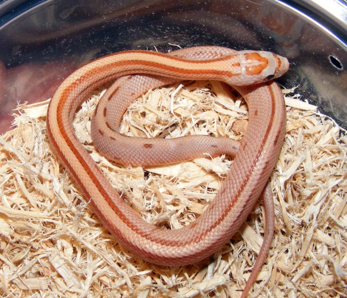 2011 stripe cinnamon e