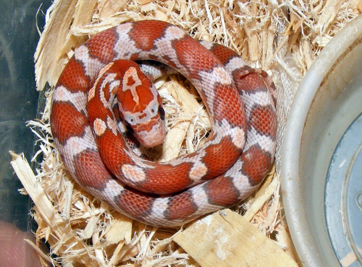 2011 cinnamon h1108a