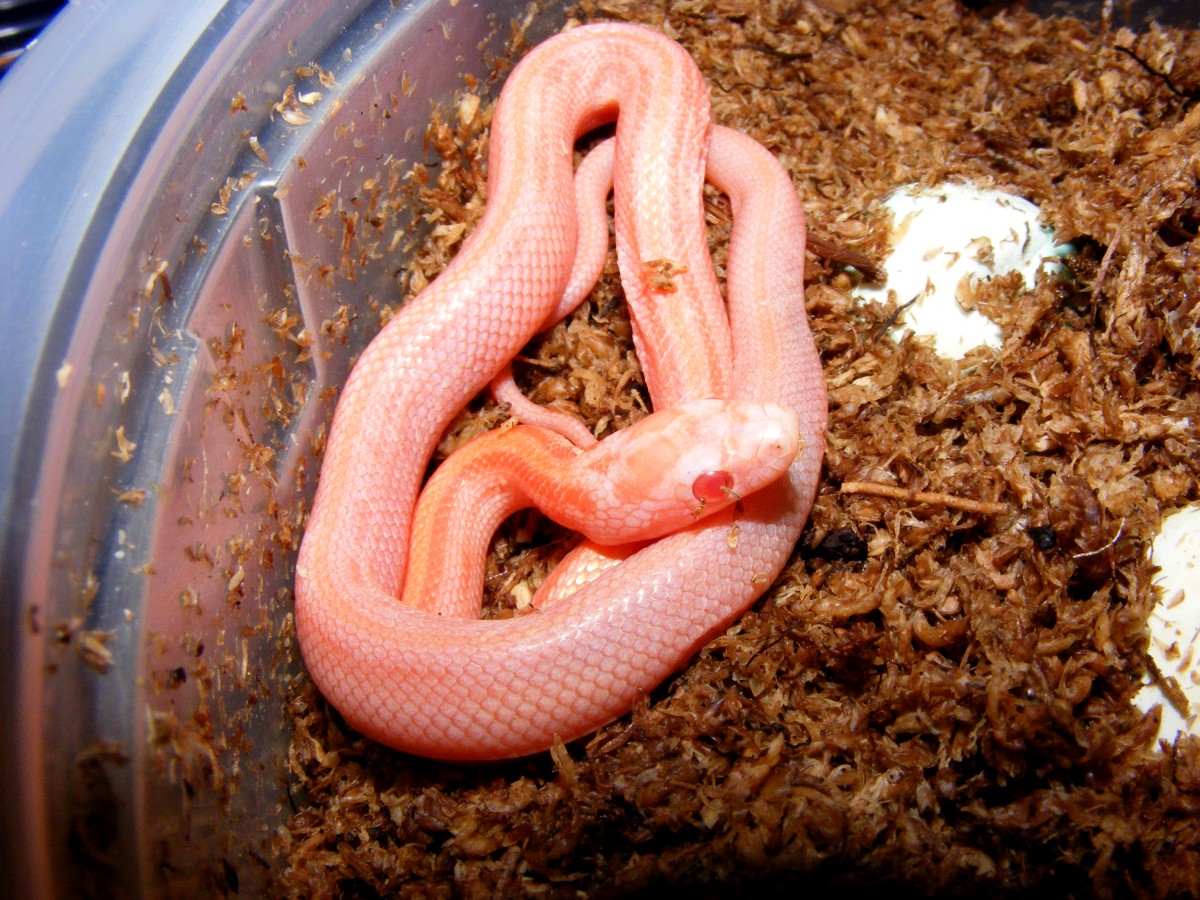 2011 stripe cream