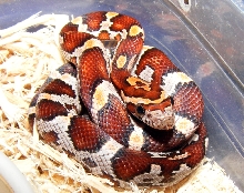 2011 okeetee