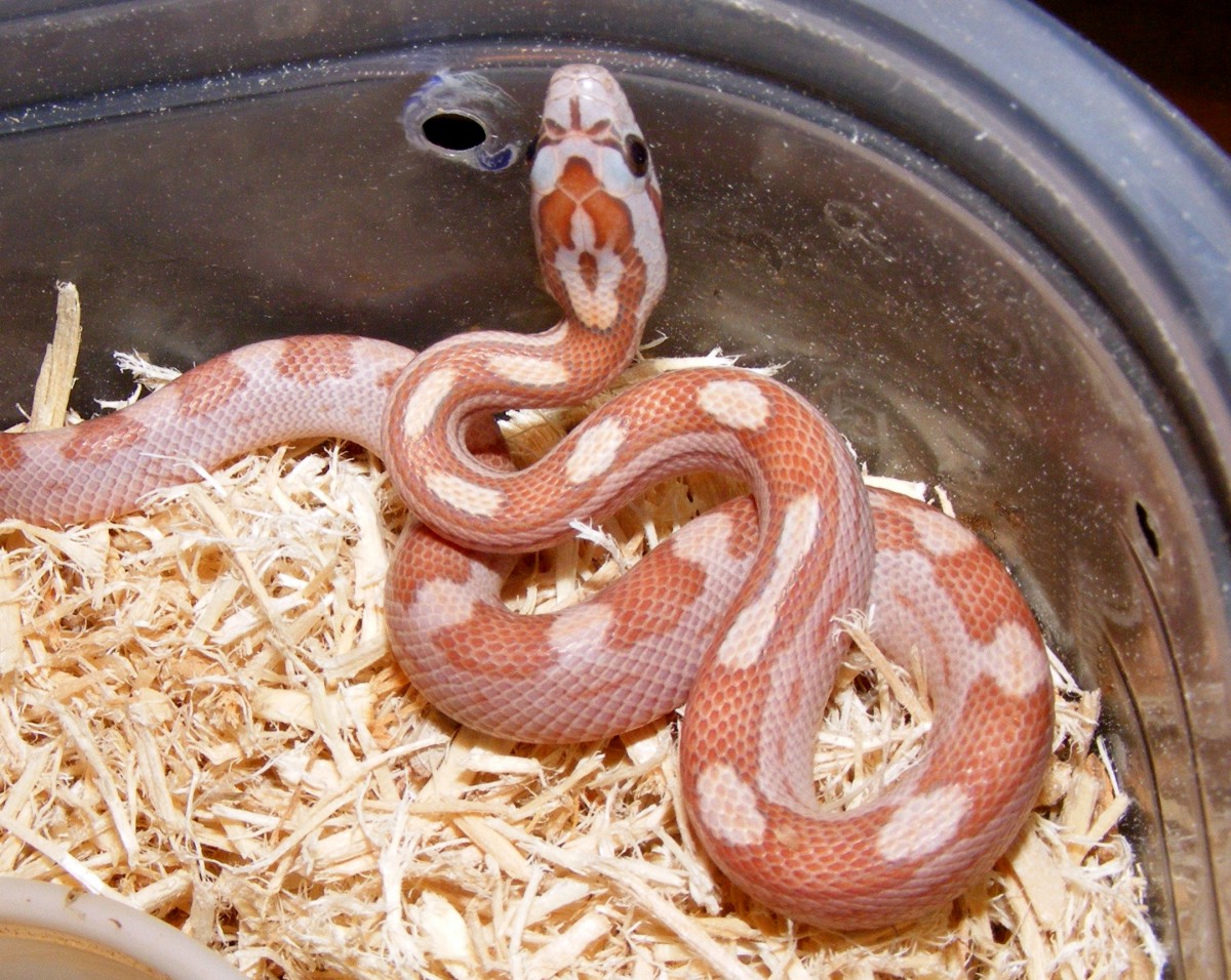 motley cinnamon h1193a
