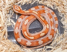 '11 motley cinnamon