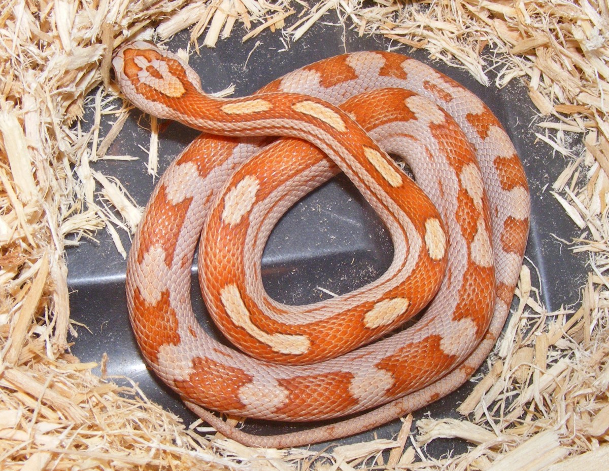'11 motley cinnamon