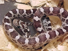 Pistol Pete as hatchling