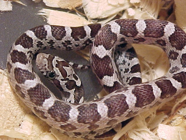 Pistol Pete as hatchling