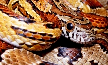 Madison Co. male