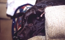 Jake