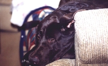 Jake 1