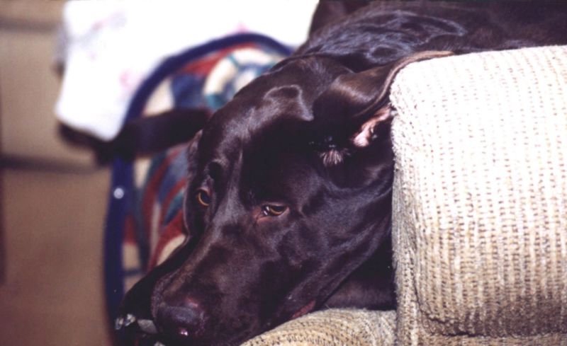 Jake 1