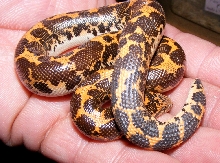 kenyan sand boa