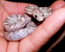 little lavender
