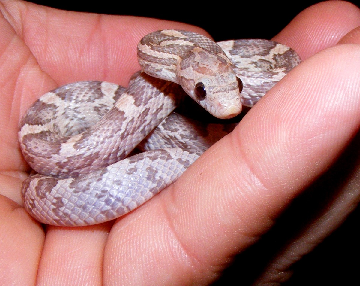 little lavender