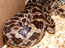 male emoryi 3 22