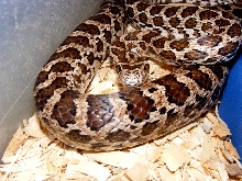 Male Emoryi #3