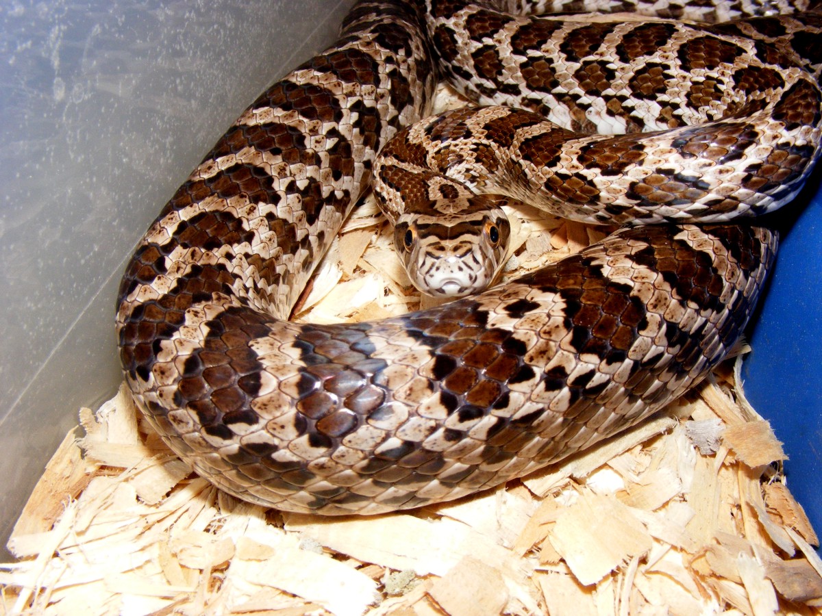Male Emoryi #3