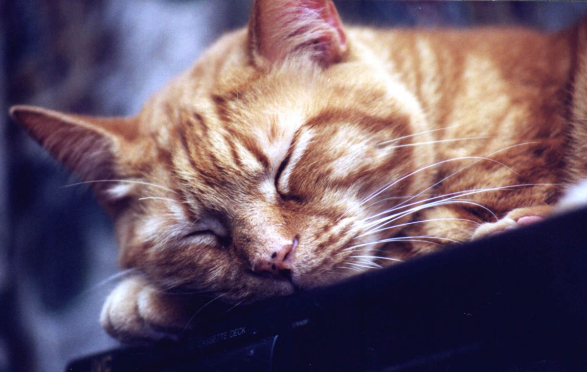 Milo sleeps