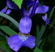 mini iris