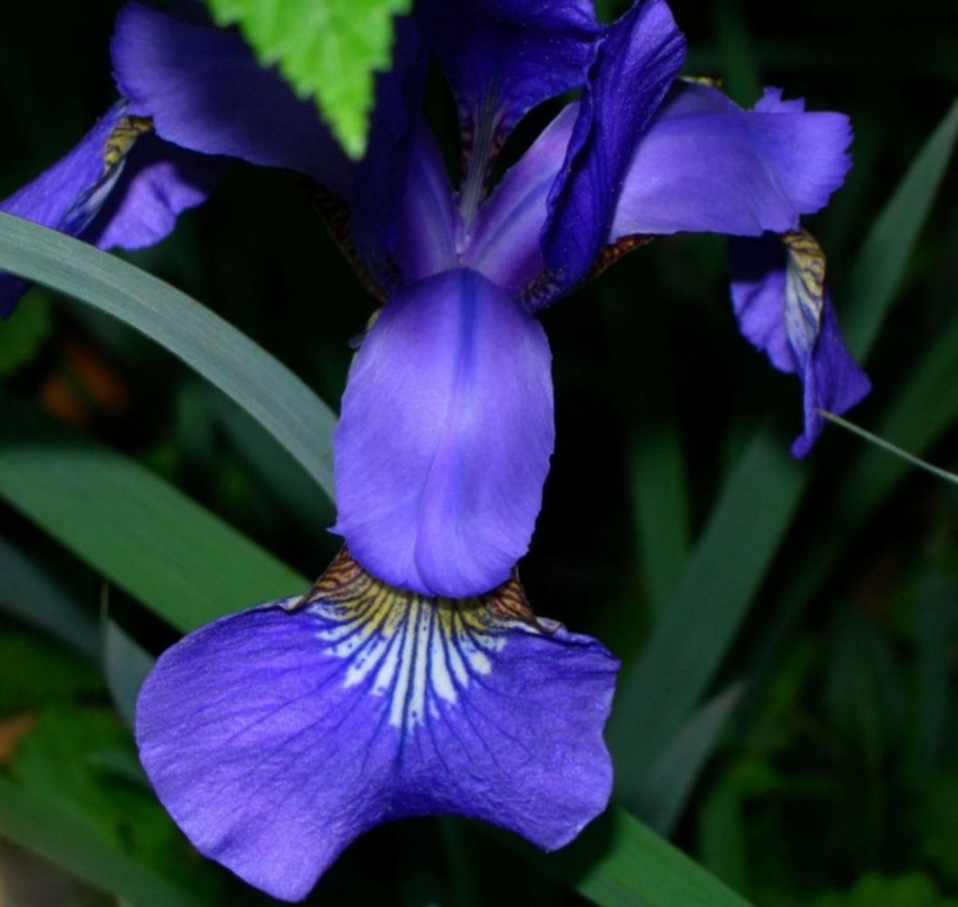 mini iris
