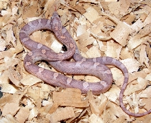 motley lavender