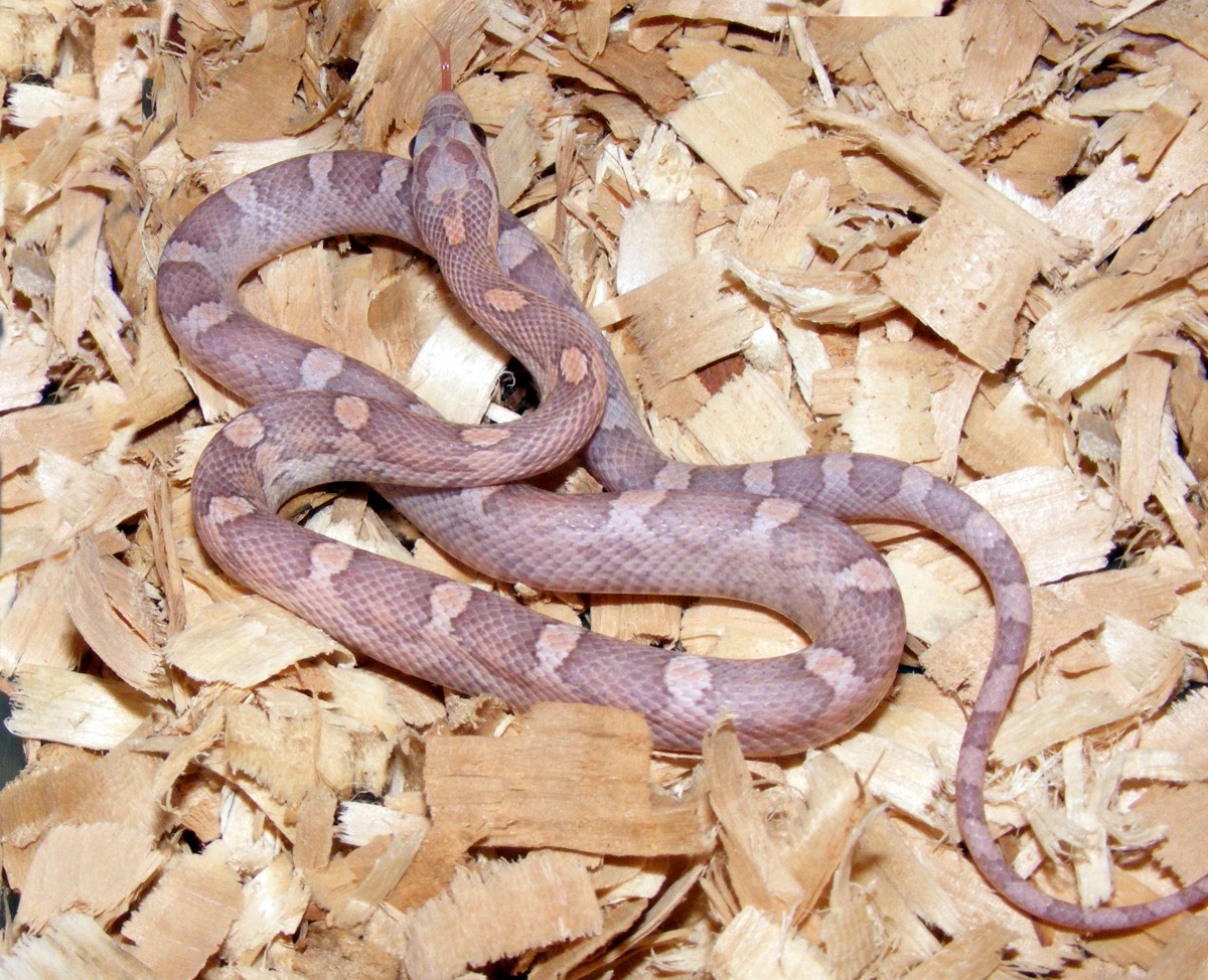 motley lavender