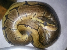 pinstripe