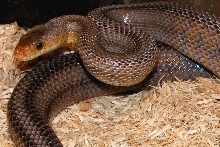 Female bairdi Rosie