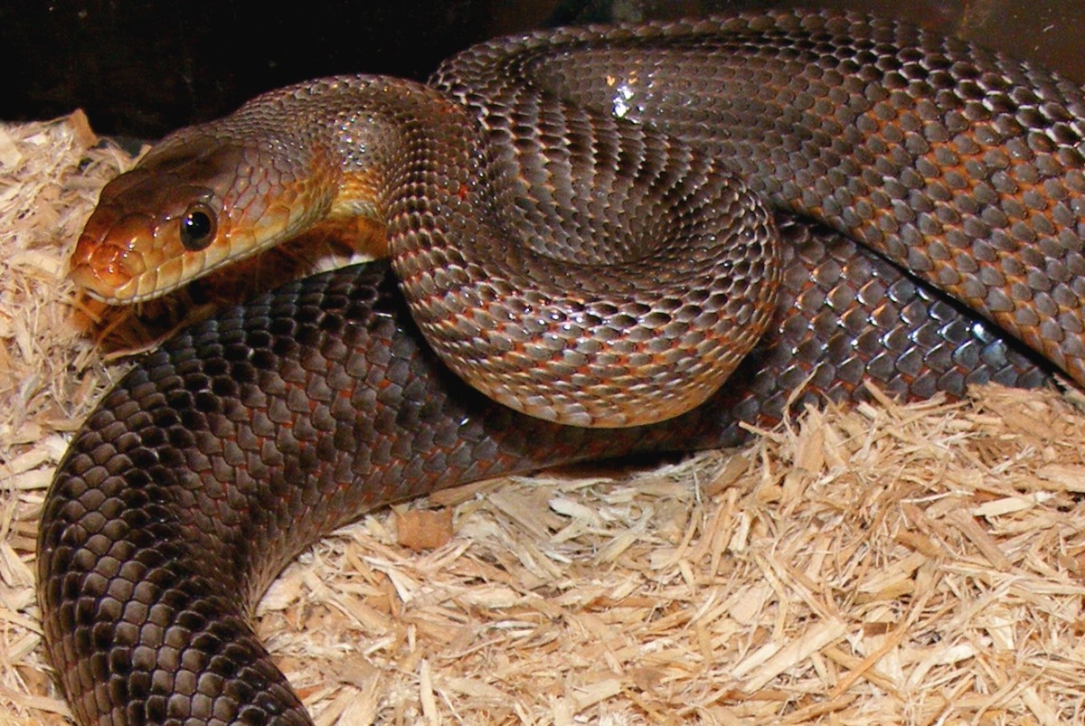 Female bairdi Rosie