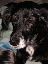 Sam