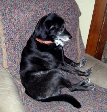 Sam lounges
