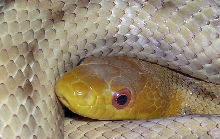 yellow rat, Smeagol 25
