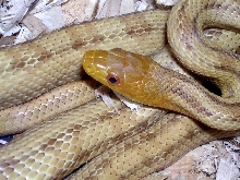 yellow rat (smeagol)