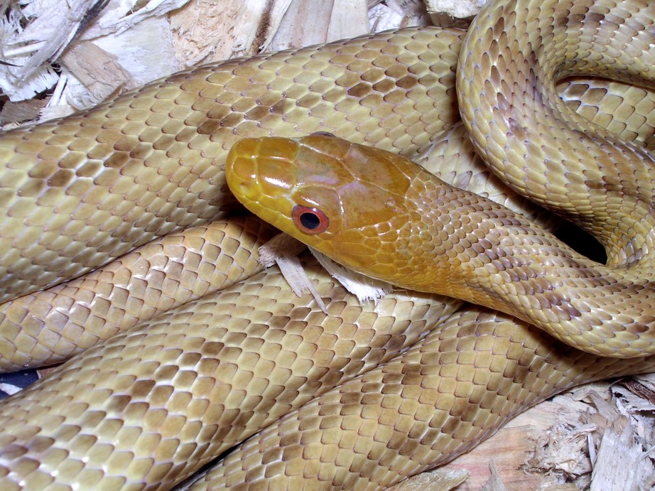 yellow rat (smeagol)