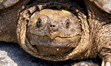 snapping turtle