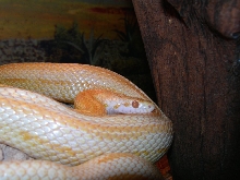 stripe creamsicle: Stripe 33