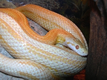 Stripe Creamsicle: Stripe 34