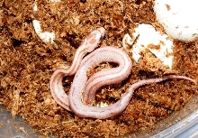2011 stripe cinnamon hatchling