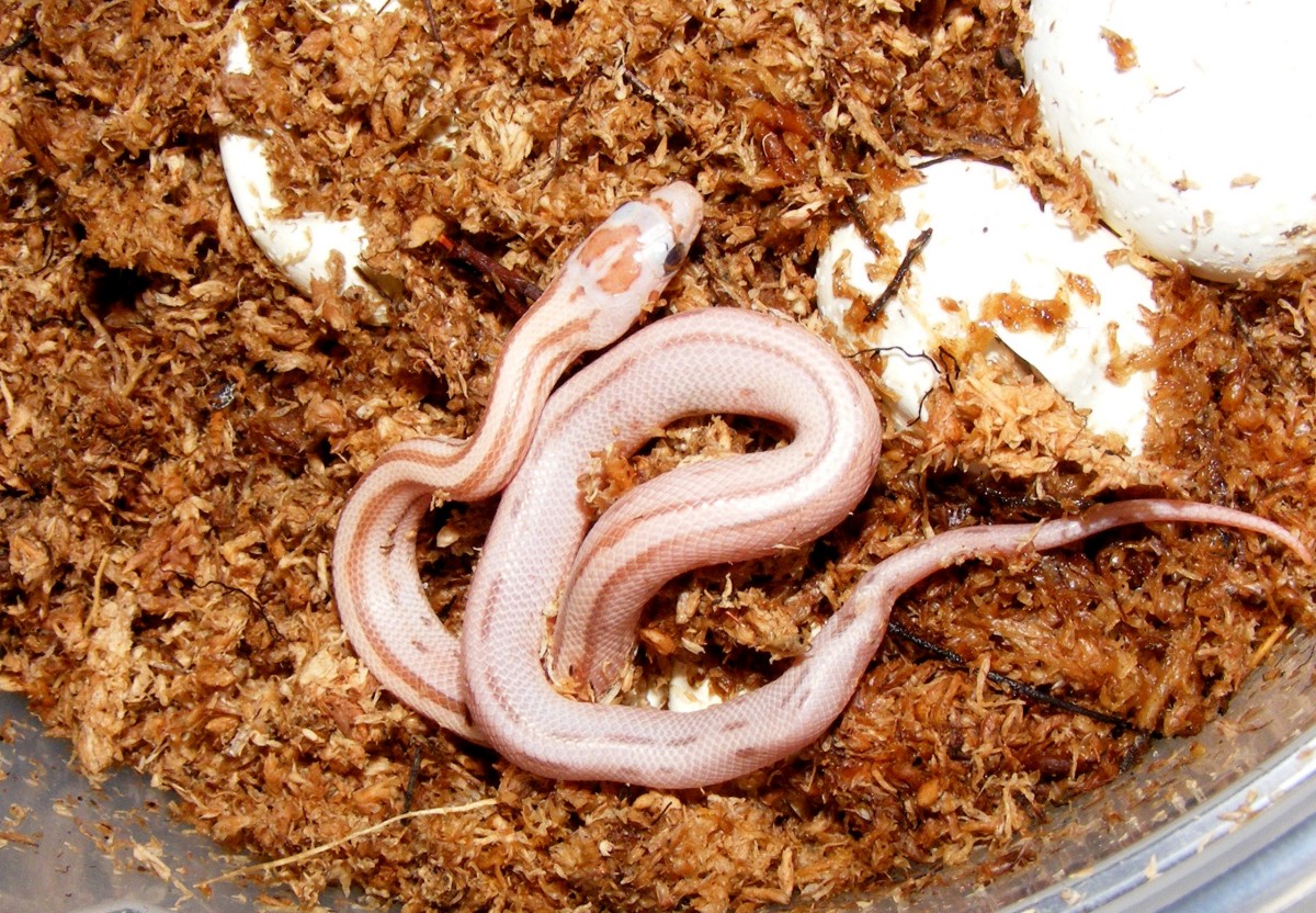 2011 stripe cinnamon hatchling