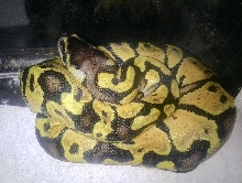super pastel