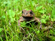 Toad 1