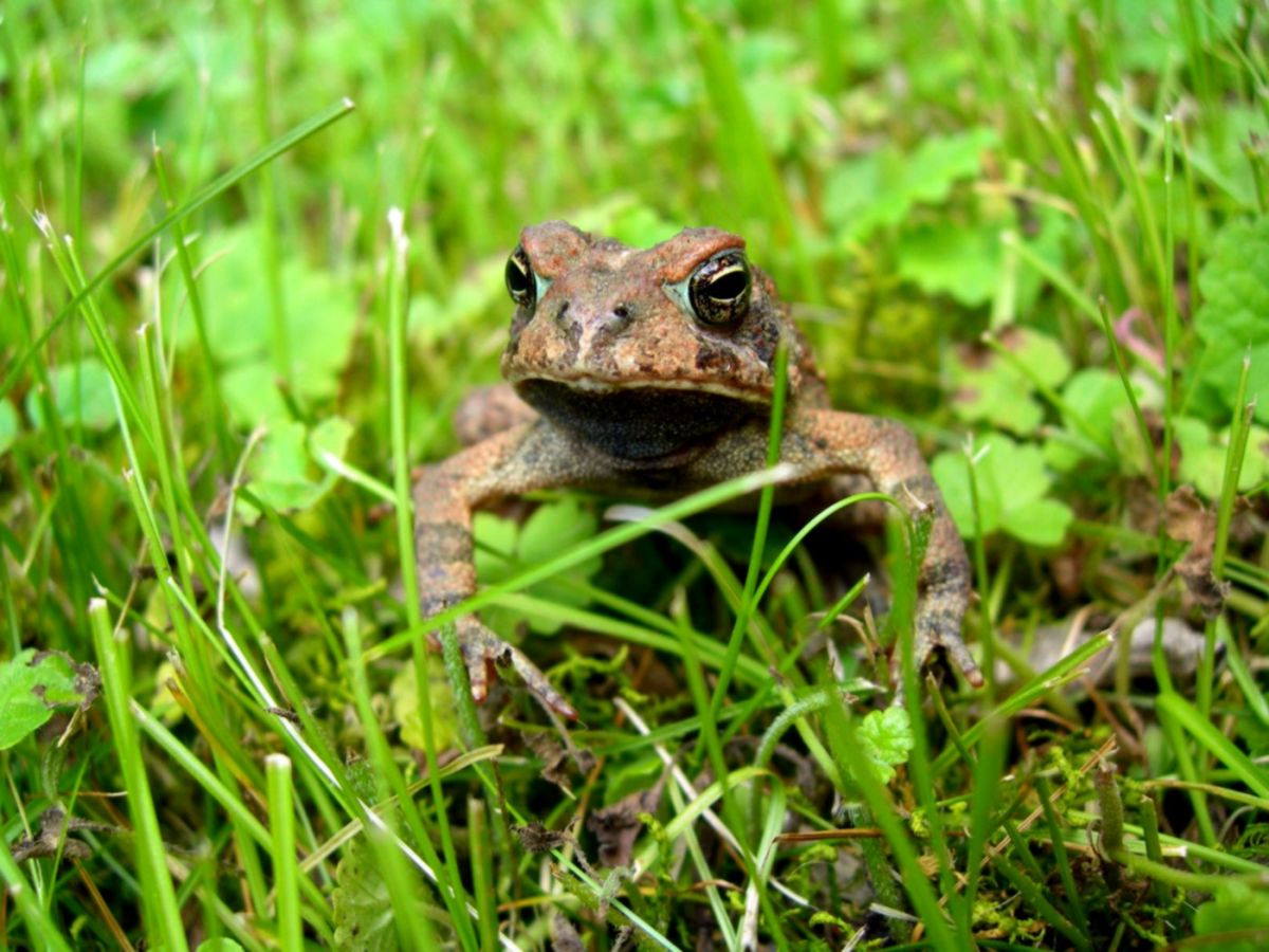Toad 1