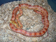 ultramel