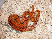Zipper after shed