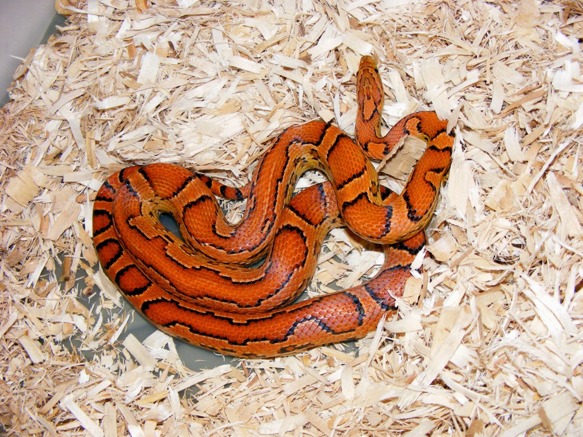 Zipper after shed