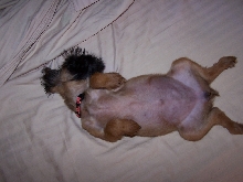 play puppy