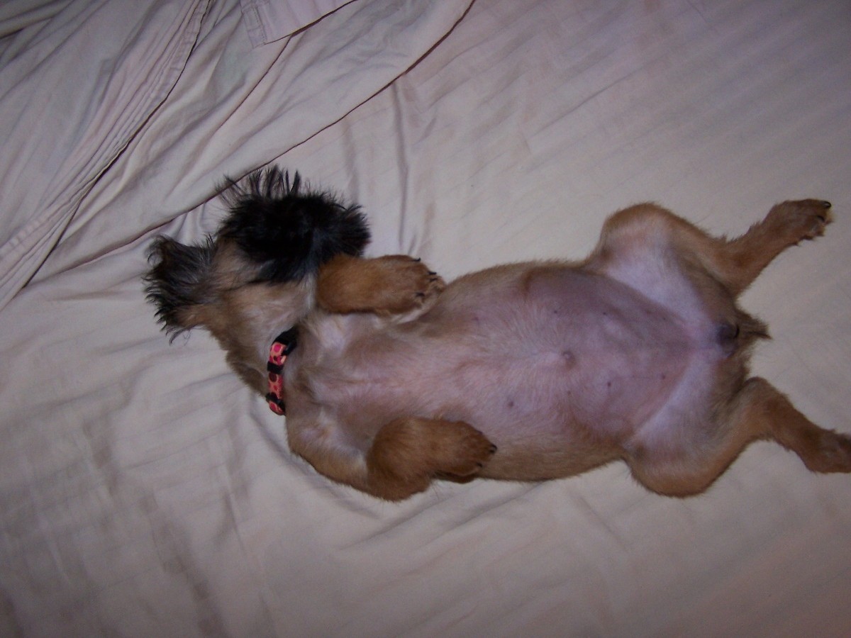 play puppy