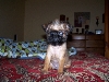 Sweet brussel abbie