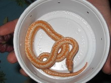Albino Rosy Boa Female 1