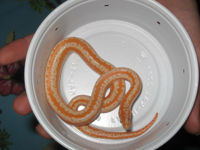 Albino Rosy Boa Female 1