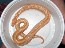 Albino Rosy Boa Female 2