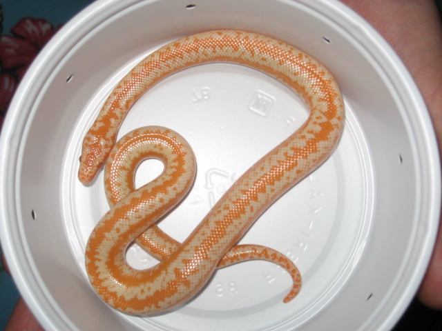 Albino Rosy Boa Female 2